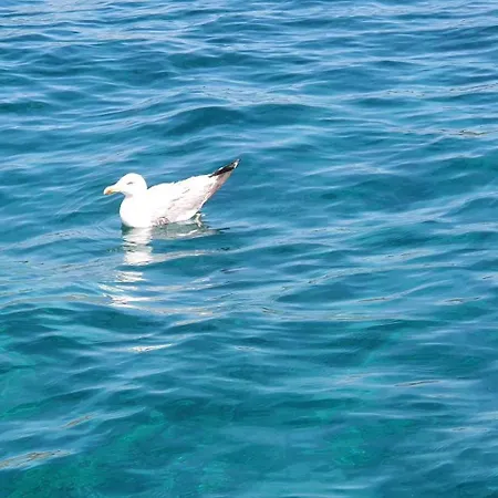 Apartamento Comme Sur Un Bateau, T2, Vue Sur Mer, Terrasse, Collioure